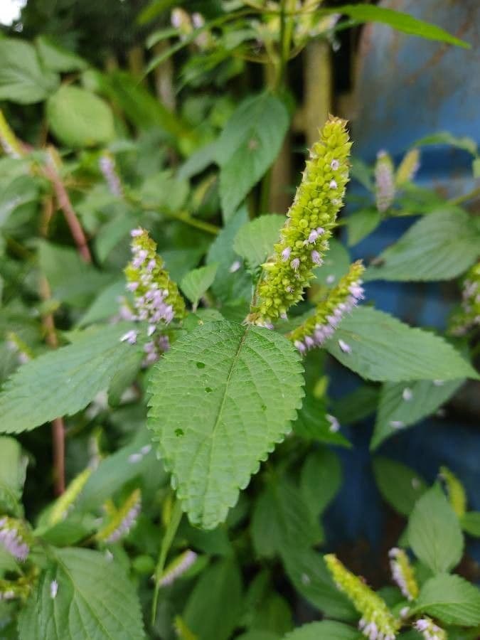 Elsholtzia 5