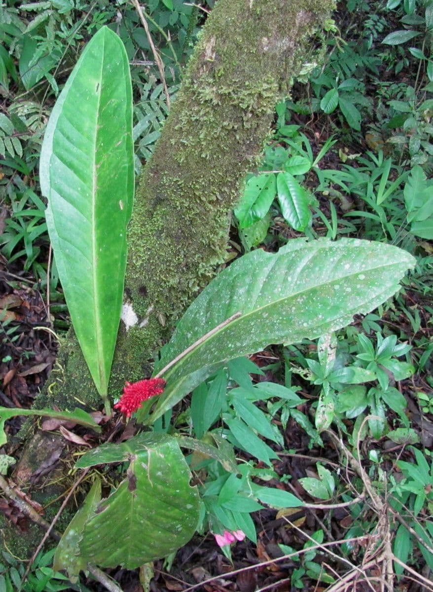 Anthurium 12