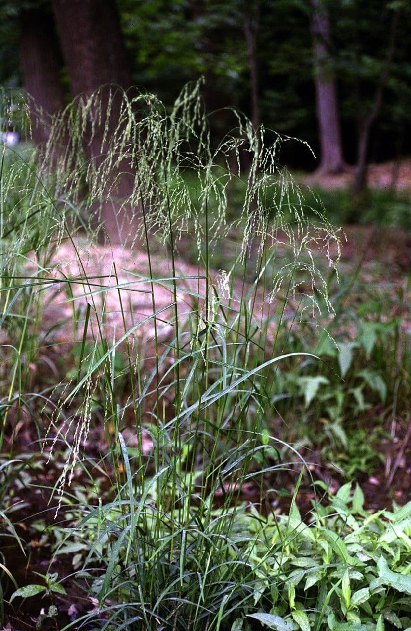 Glyceria striata 10