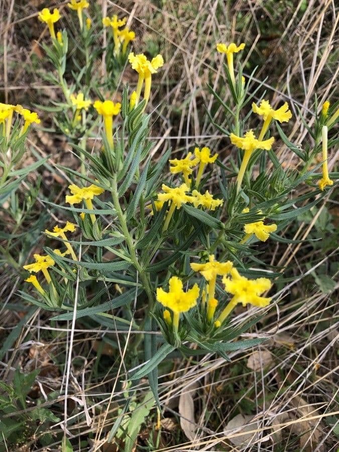Lithospermum incisum 2