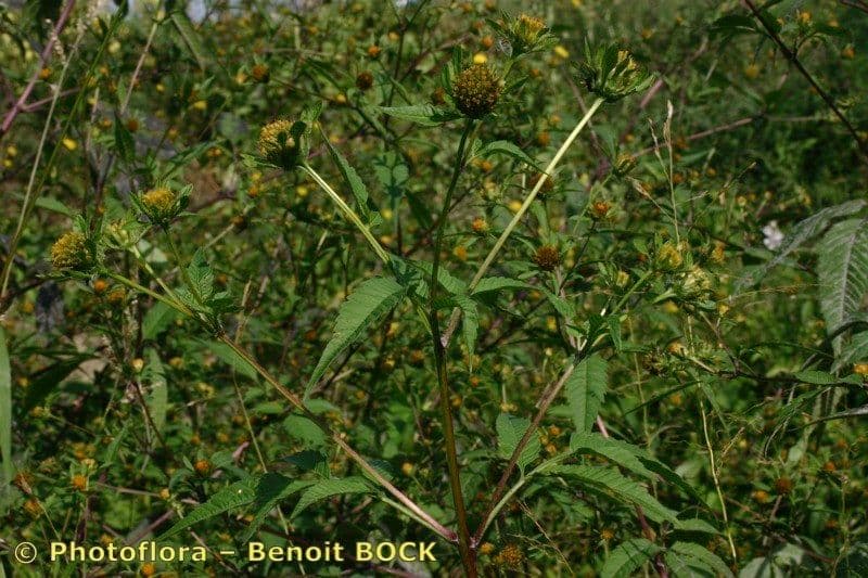 Bidens vulgata 15