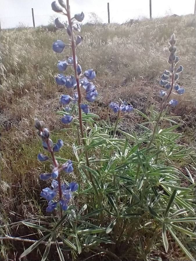 Silbriger Lupine 6