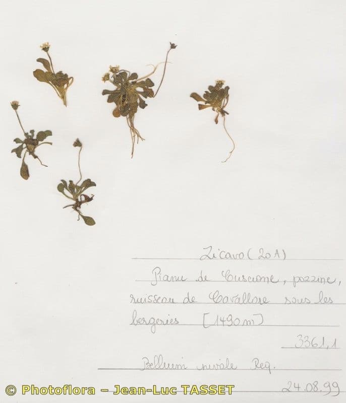 Bellium 3