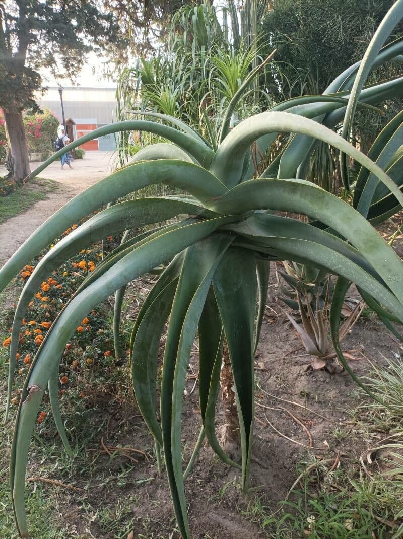 Aloe 8
