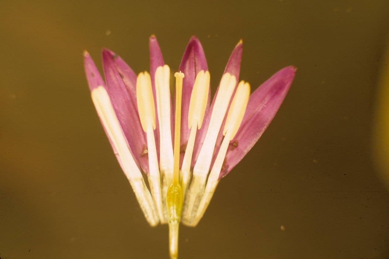 Brodiaea kalifornská 4
