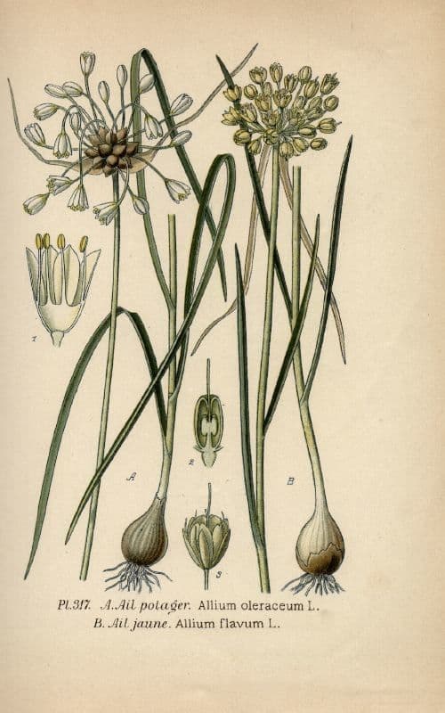 Kohl-Lauch 29