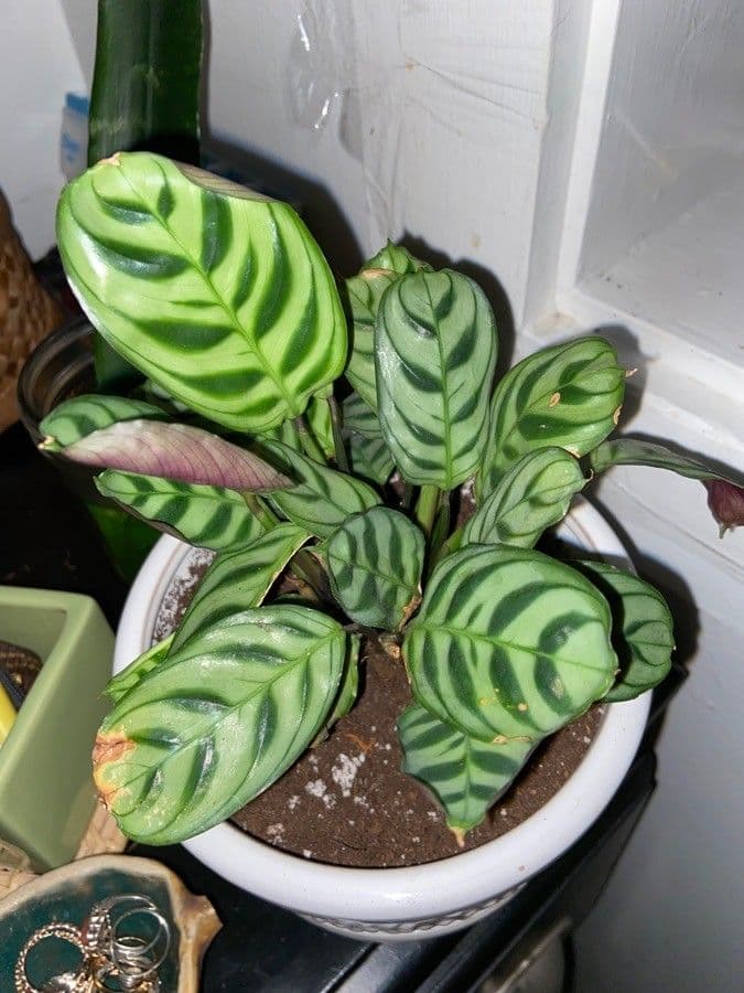 Ctenanthe 9