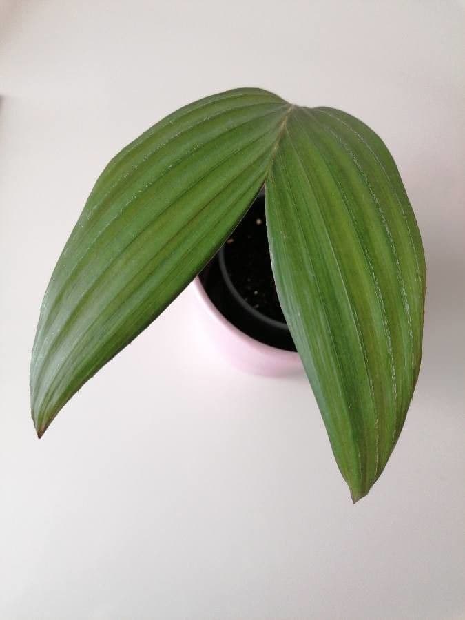 Salak 9