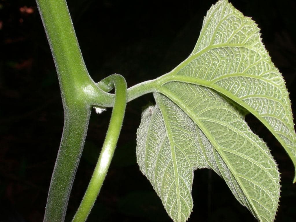 Cetriolo della giungla 17