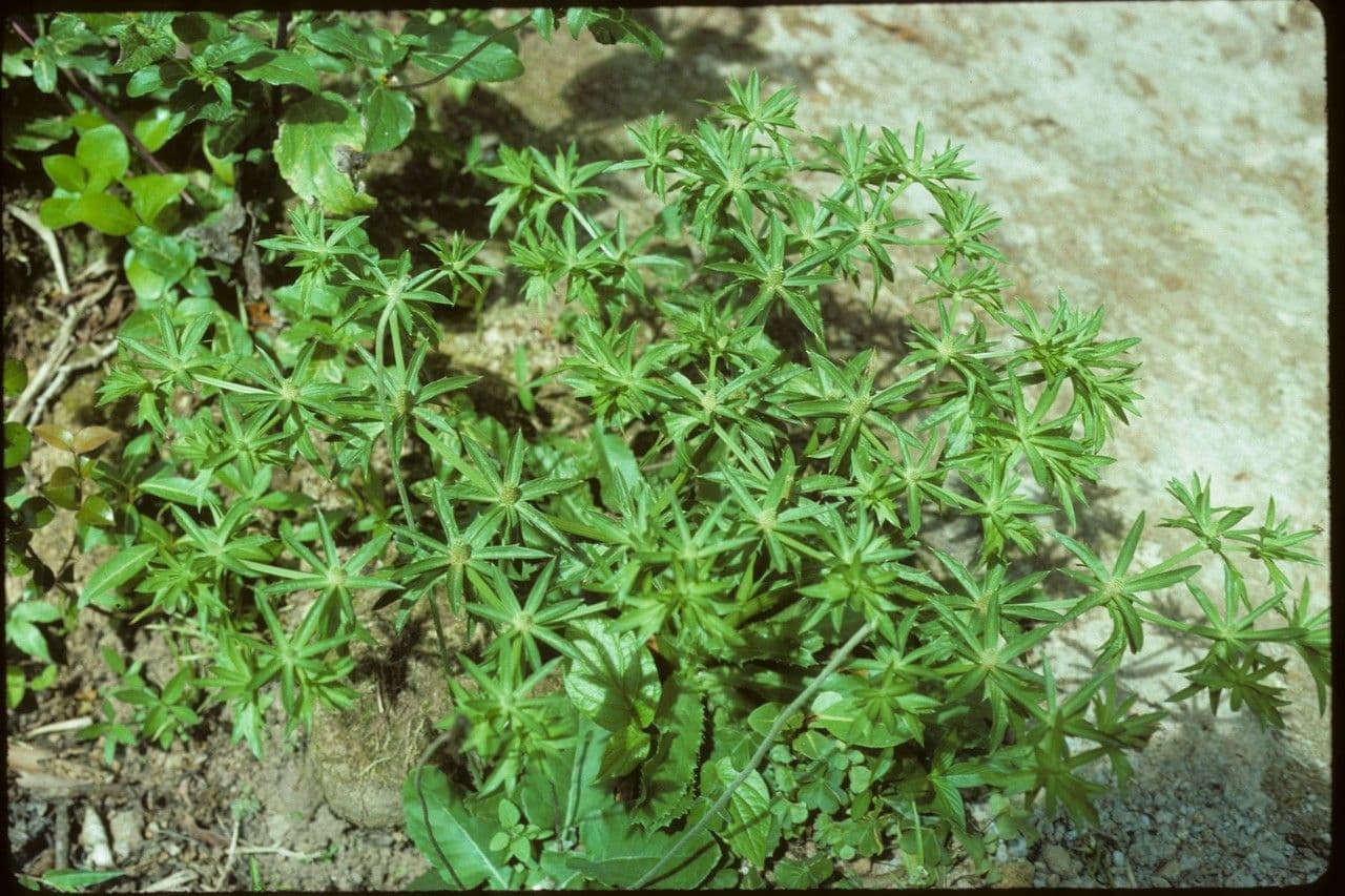 Eryngium foetidum 10