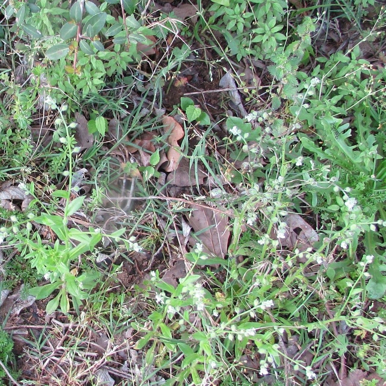 Myosotis de printemps 4