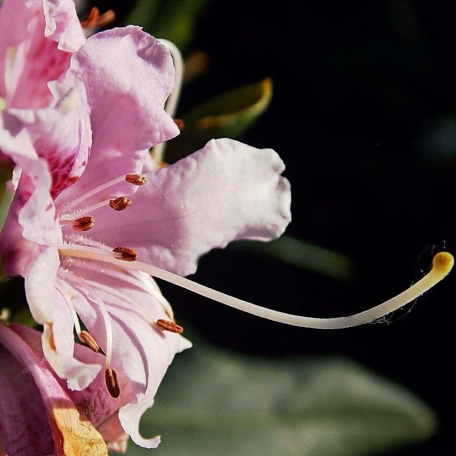 Rhododendron