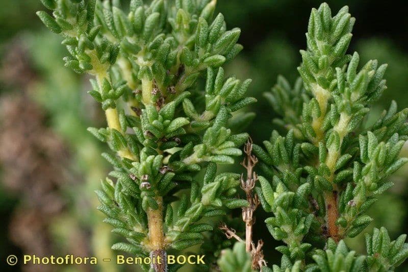 Thymus carnosus 17