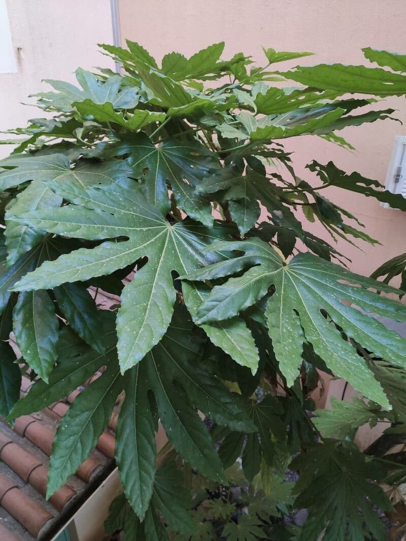 Trevesia palmata 13