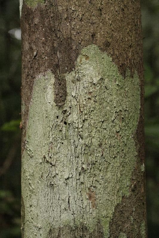 Mouriri 10
