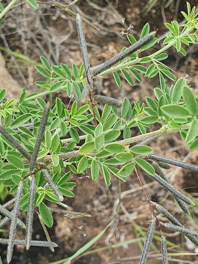 Indigofera 2