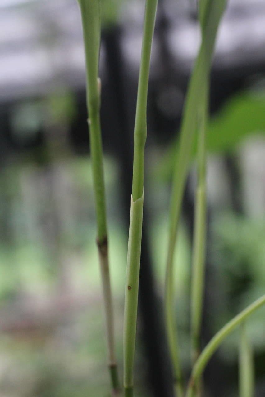 Octomeria 10