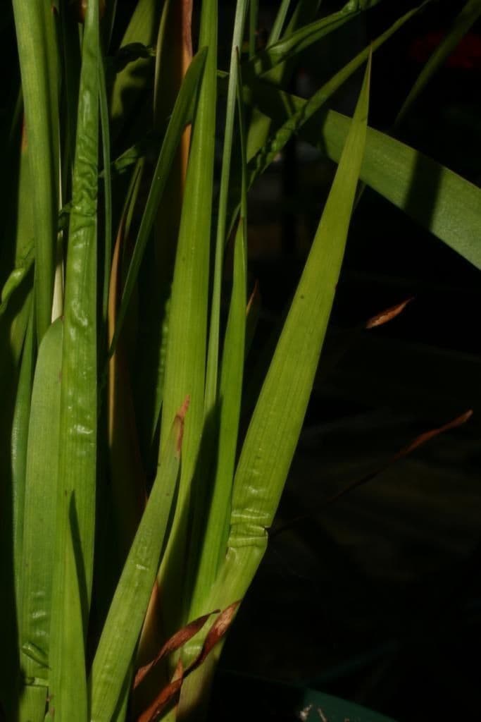 Xyris tennesseensis 17