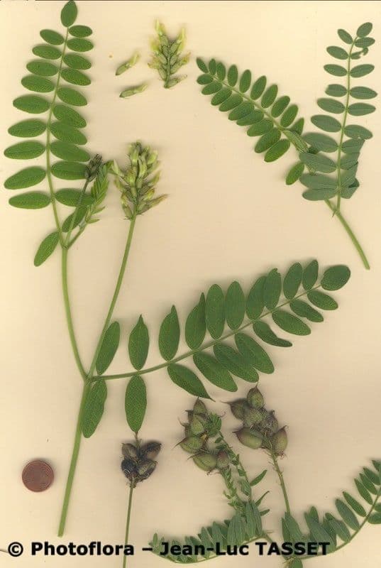Astragalo ceci 24