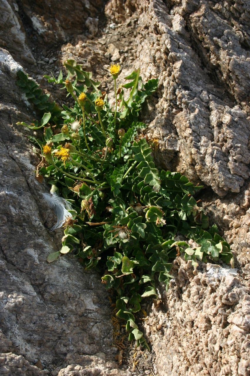 Hyoseris 2