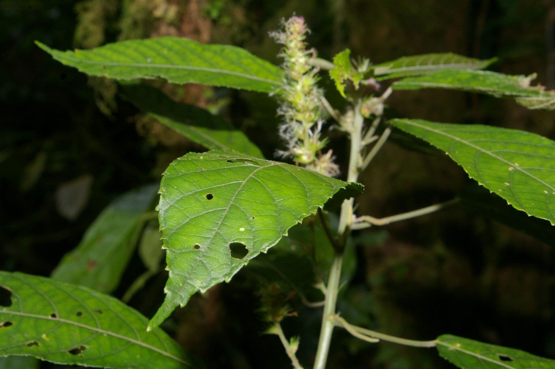 Acalifa 2
