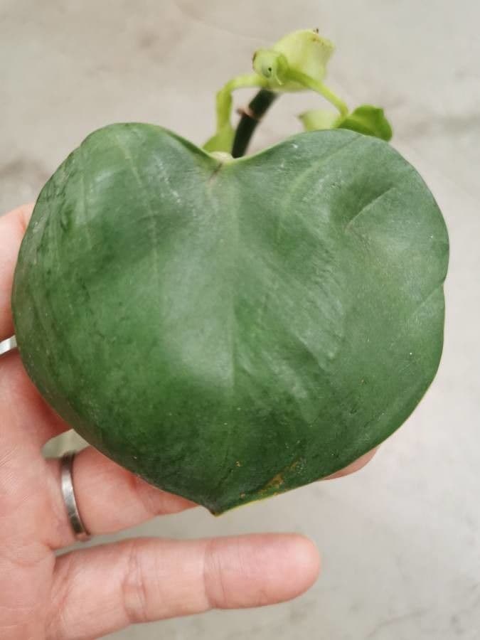 Philodendron 3