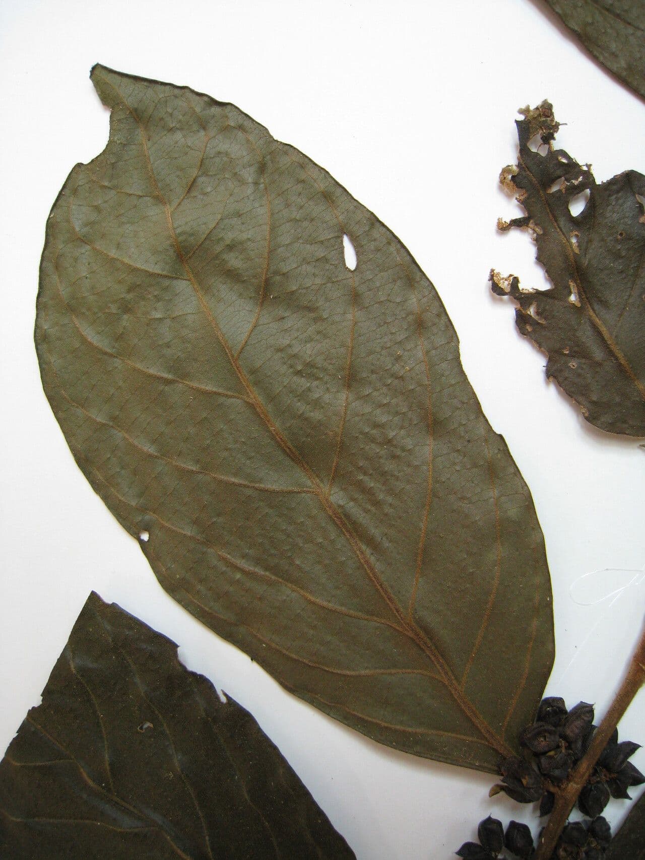 Lacistema grandifolium 11