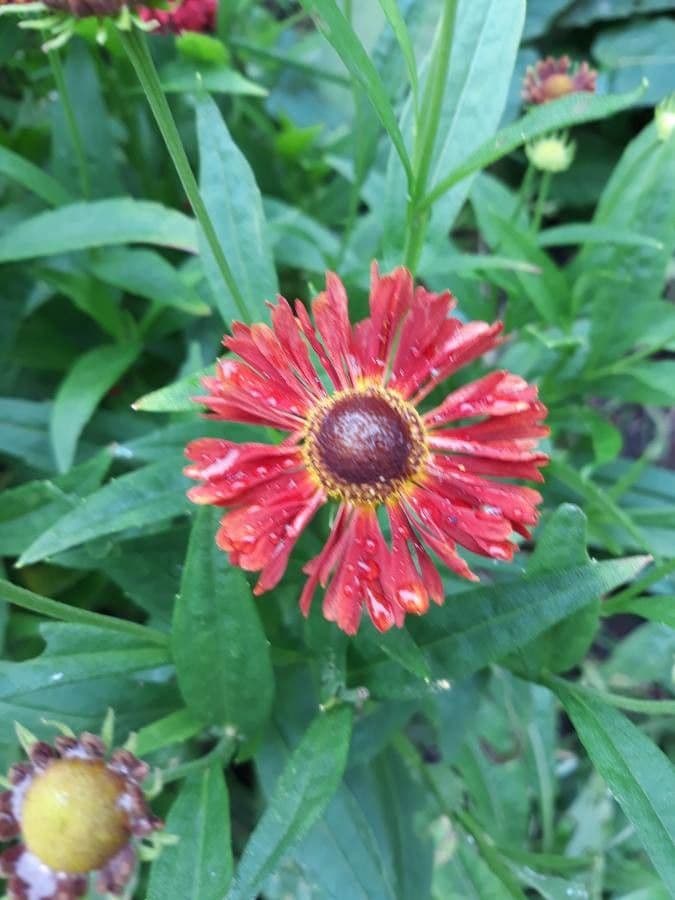 Helenium de otoño 7