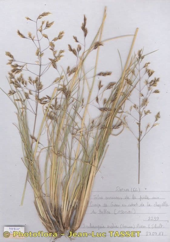 Deschampsia media 12