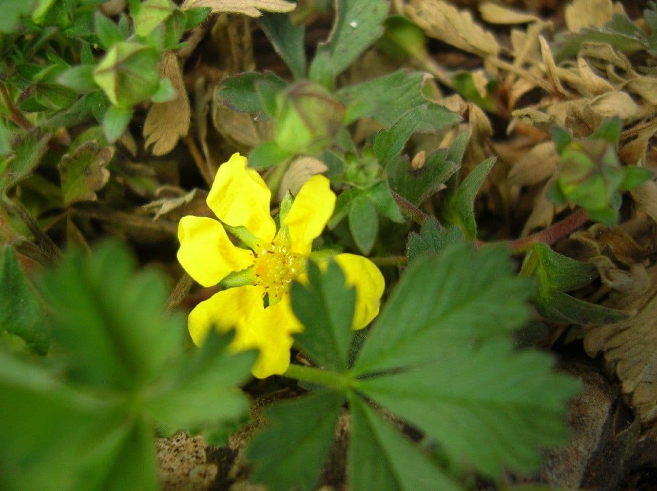 Potentilla 4