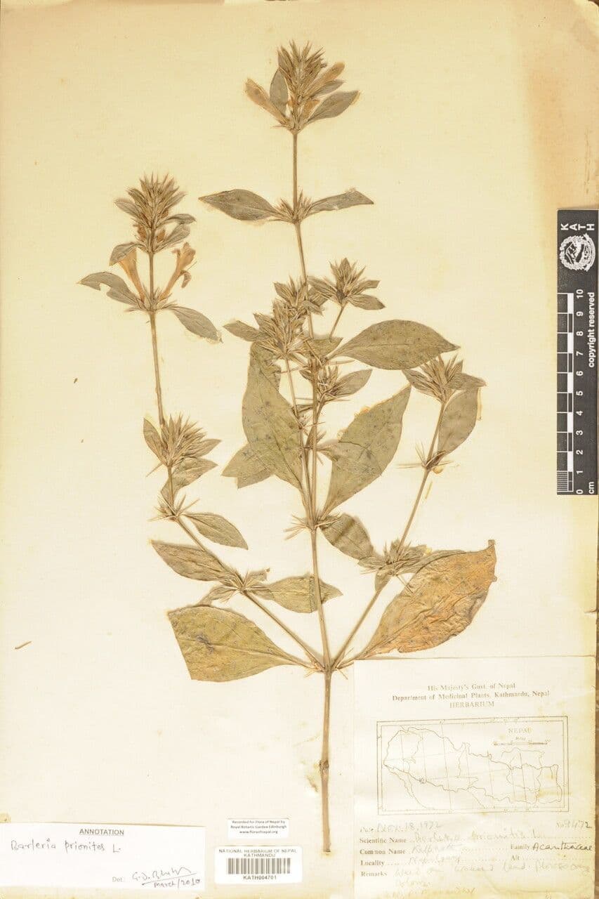 Barleria spinosa 17