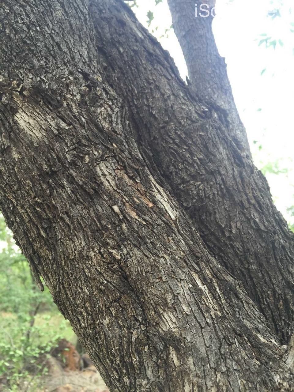 Combretum hereroense 8