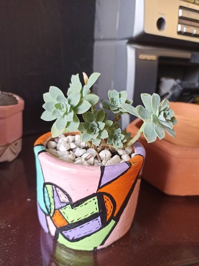 Aeonium di Haworth 7