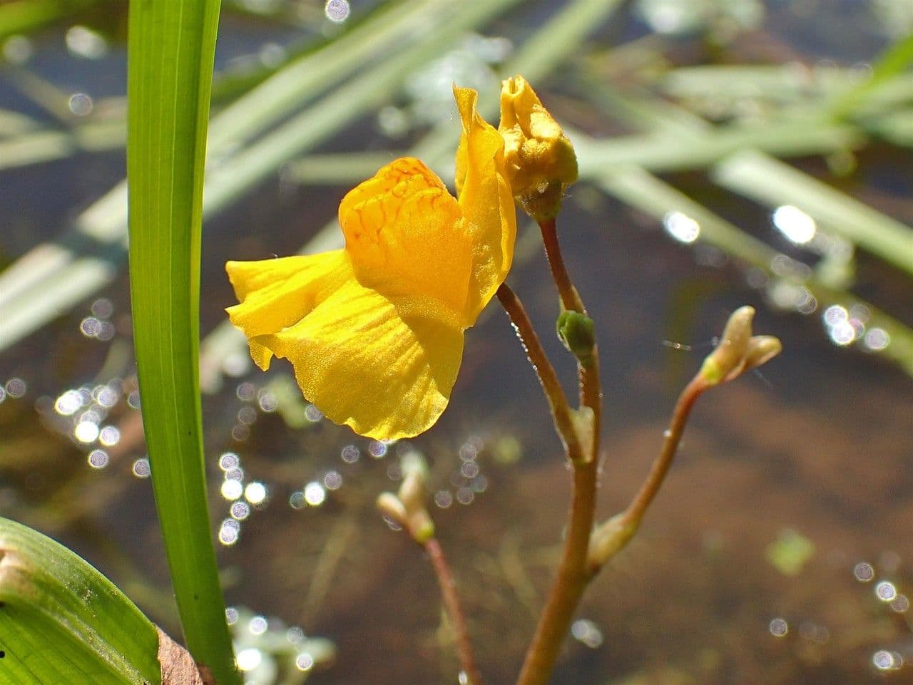 Erba vescica 11
