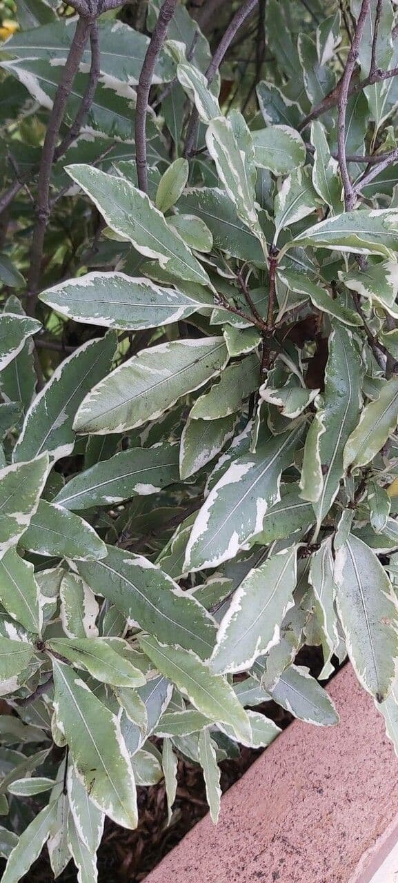 Pitospor eugenioides 3