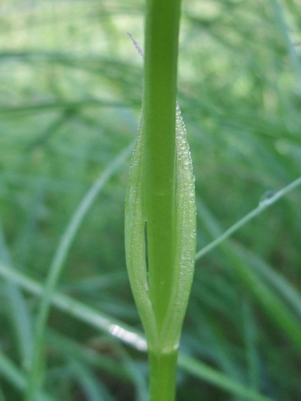 Orchis pyramidal 22