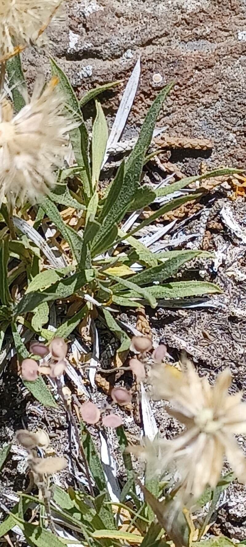 Stenotus acaulis 15