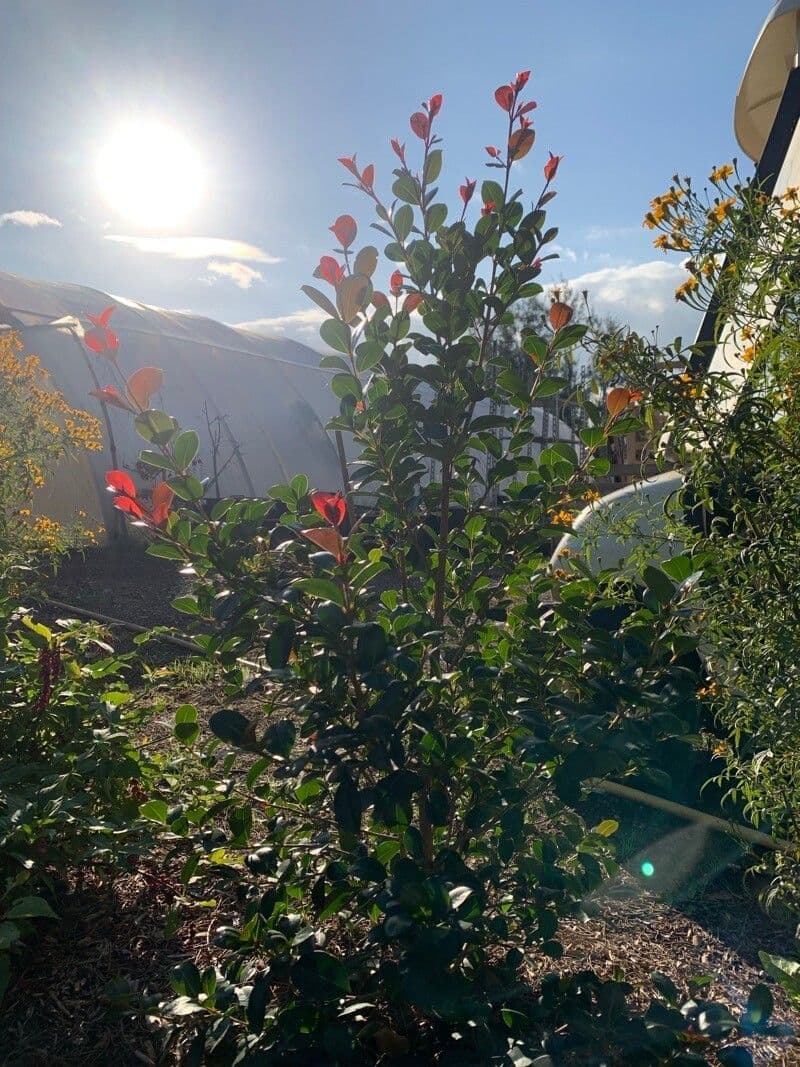 Syzygium paniculatum 13