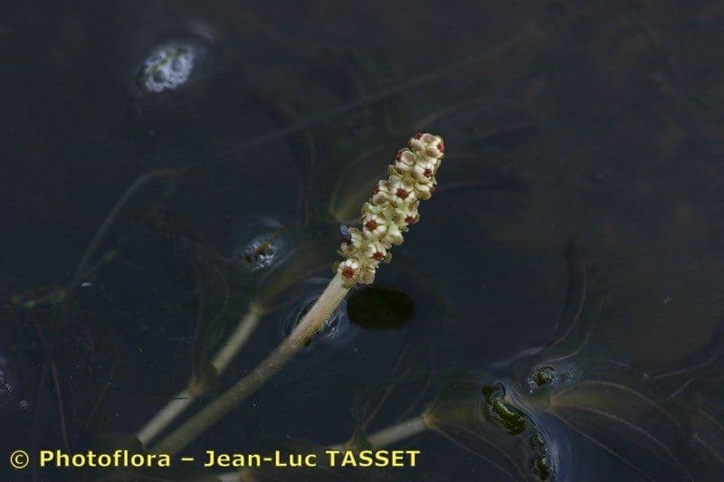 Brasca perfoliata 2