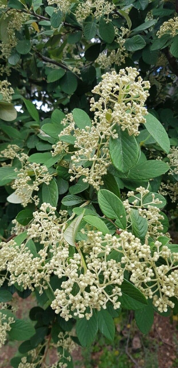 Cotoneaster 7