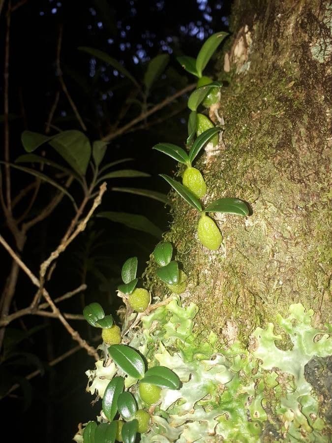 Bulbophyllum 19