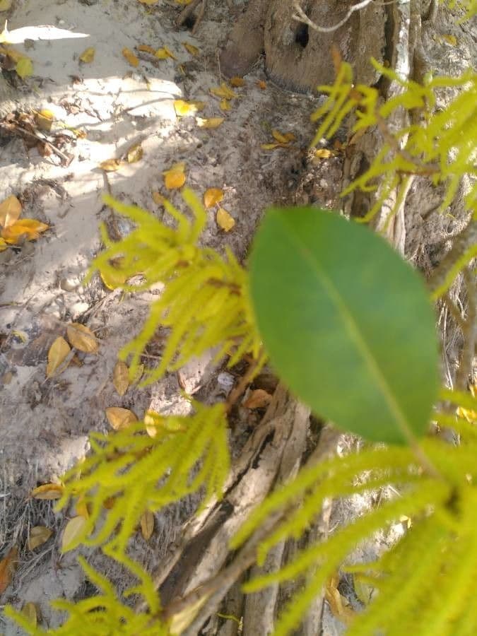 Excoecaria agallocha 17