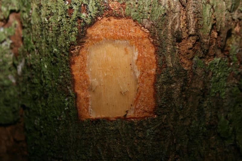 Dendrobangia 15
