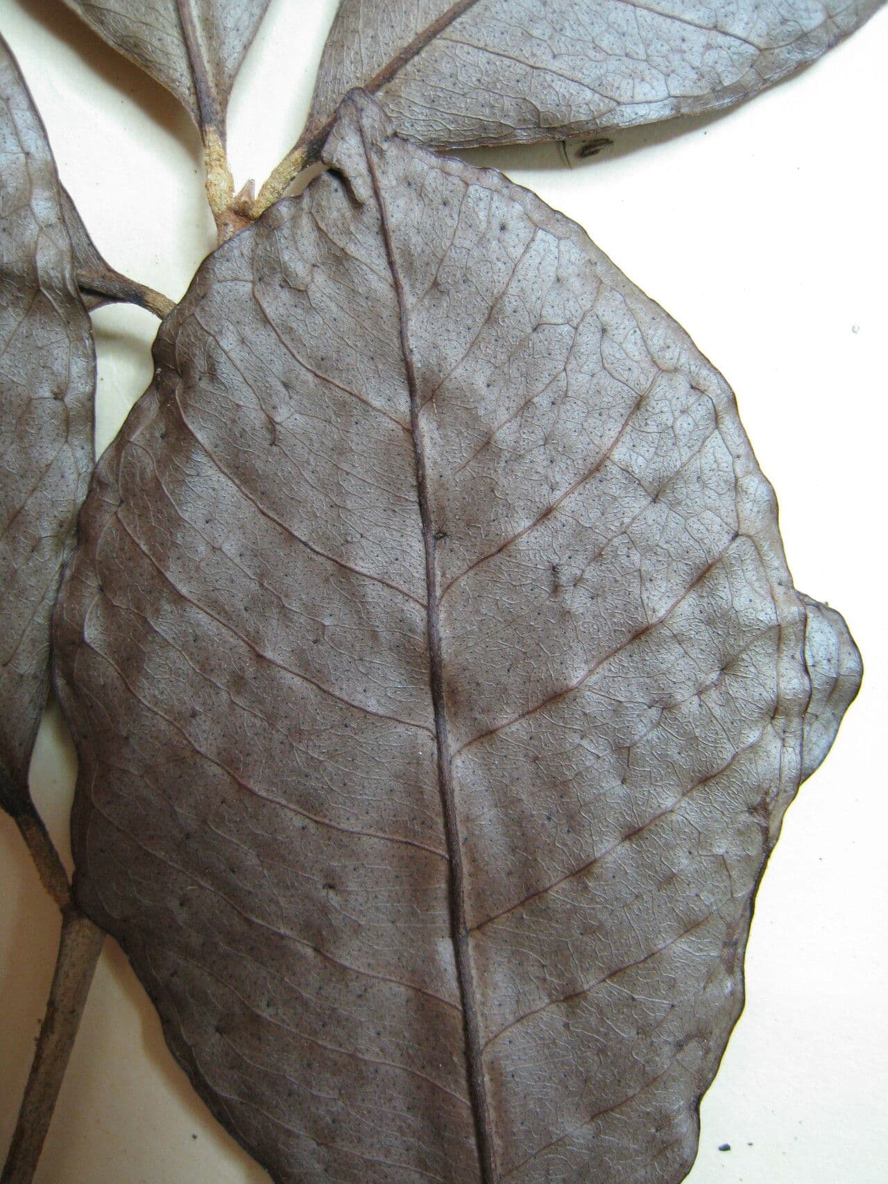 Myrcia 14