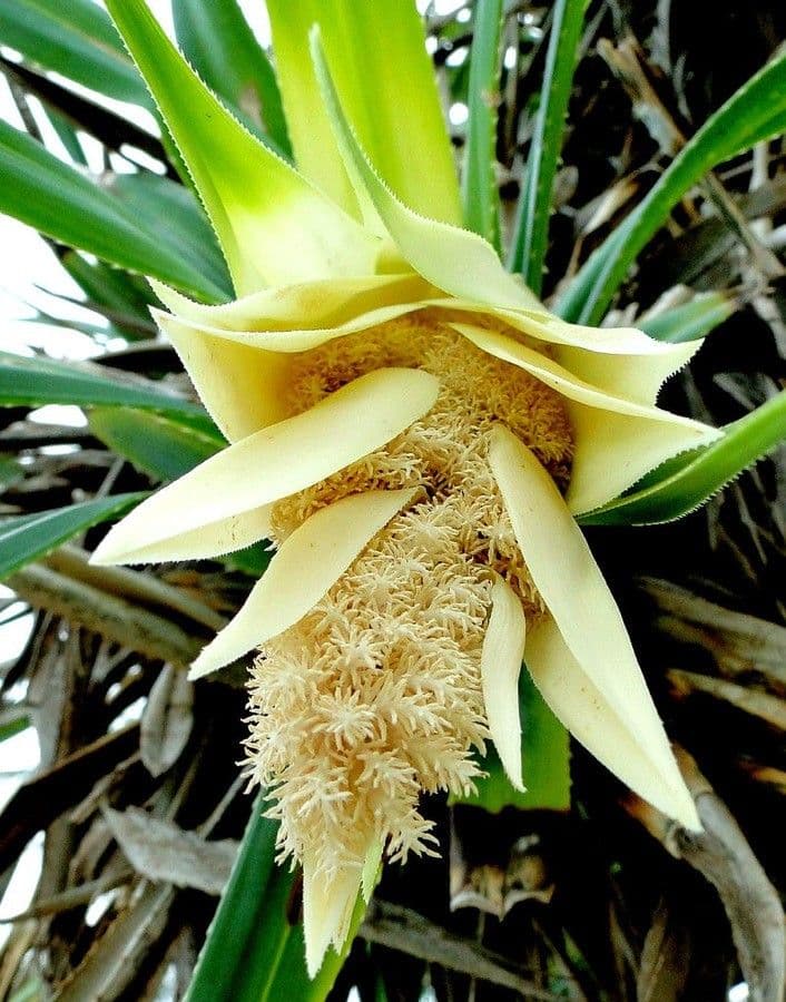 Pandanus tectorius 7