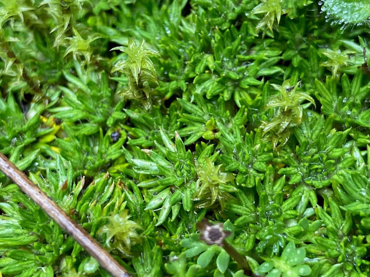 Azorella 9
