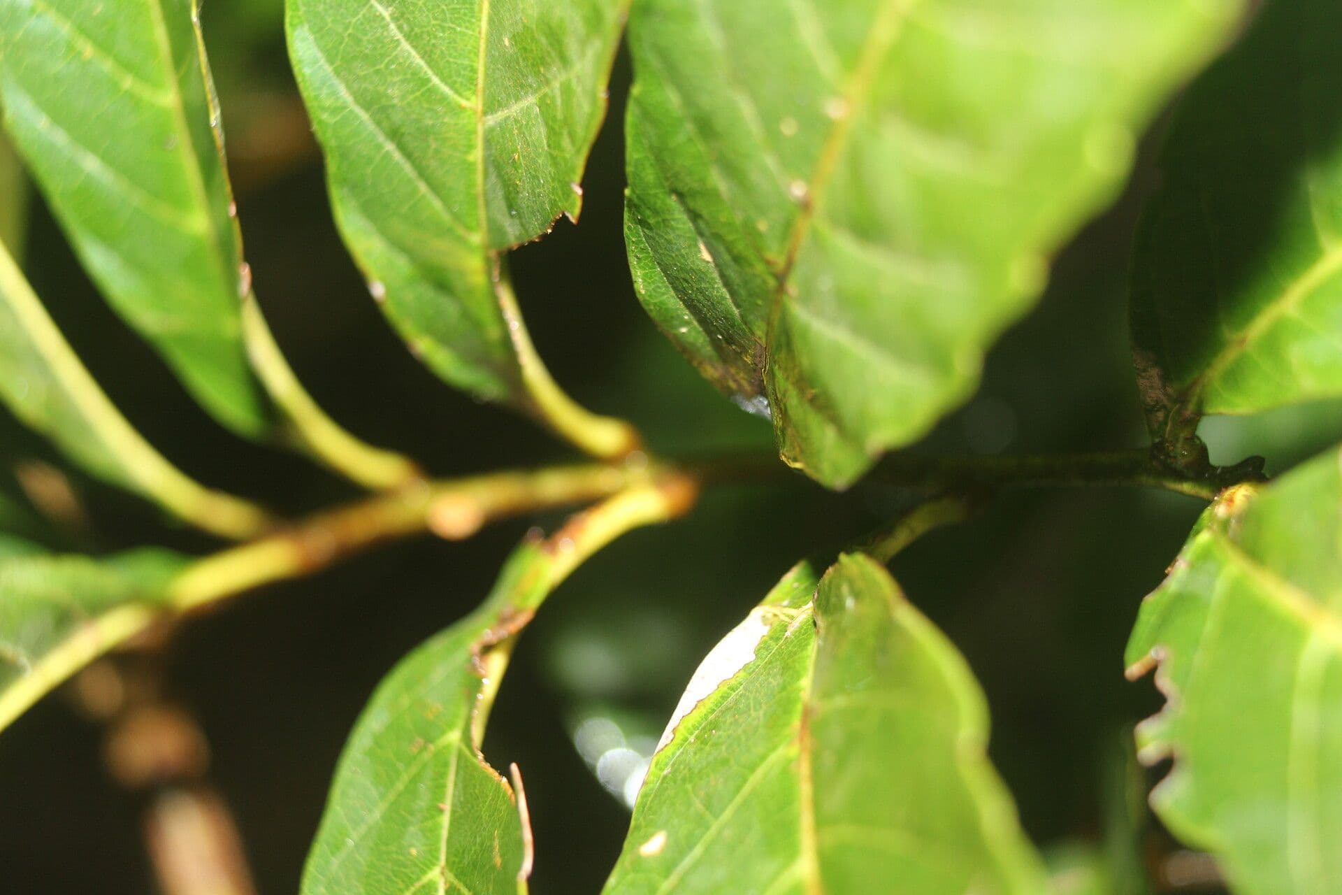 Cupania 11