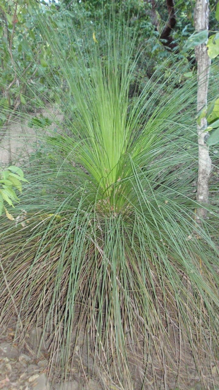 Xanthorrhoea 7
