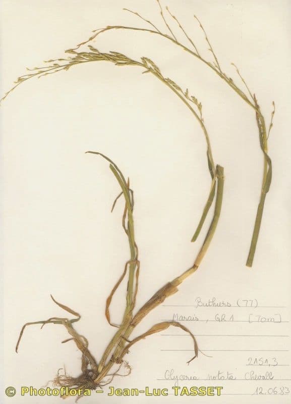 Faltiges Schwaden 10