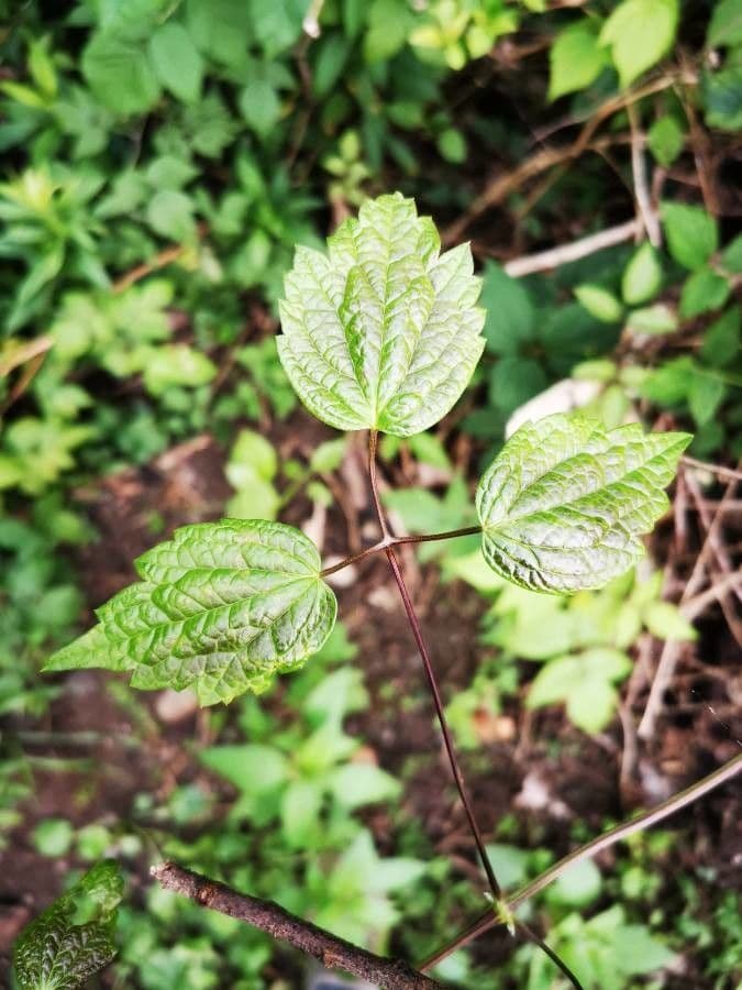Clematide virginiana 20